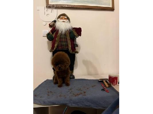 Αρσενικό φλιτζάνι τσαγιού κόκκινο κανίς, ελεύθερο για ζευγάρωμα...